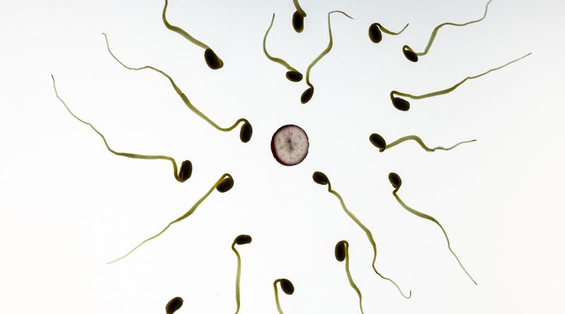 What affects Your Sperm Count?