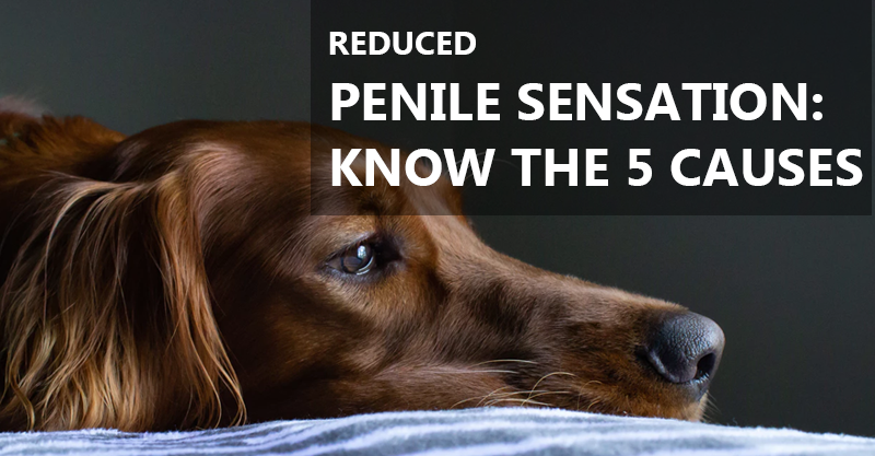 Reduced penile sensation Know the 5 causes