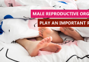 Causes of Infertility in Men – Male Reproductive Organs Play an Important Role Male Reproductive Organs Play an Important Role