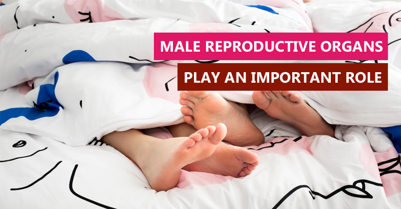 Male Reproductive Organs Play an Important Role