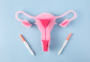 How Ovarian & Antral Follicles Relate to Fertility